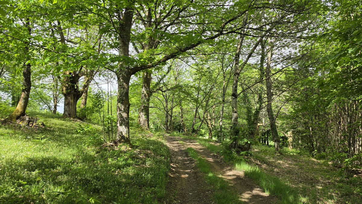 Chemin sous les vieux châtaigniers